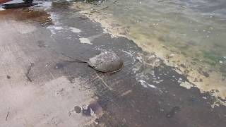 RAW footage of Horseshoe Crab Release [upl. by Christiane667]