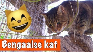 Bengaalse kat🐱  DierenpraatTV [upl. by Nostets]