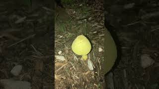 🍄‍🟫🍄mushroom youtuber youtube fungi youtubeshorts shorts short nature shortfeed fungus [upl. by Eybbob354]