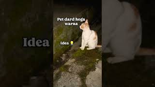 Fry karke laa funny catmemes youtubeshorts [upl. by Bobina]