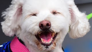 How to Train Your Bichon Frise Tips and Tricks for a WellBehaved Dog [upl. by Harneen]