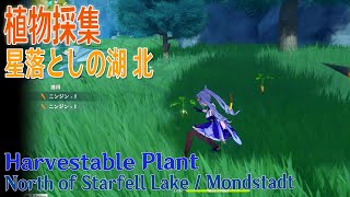 【原神】植物採集モンド星落としの湖北（5484）Harvestable PlantStarfell LakeMondstadt [upl. by Miun]