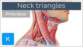 Triangles of the neck location and contents preview  Human Anatomy  Kenhub [upl. by Iht334]