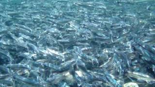 Capelin spawning [upl. by Adamek547]