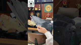 مشاء الله 🥰🥰 pigeon birds kabootar اكسبلور طيور صيد pets دويتو حمام kabutar [upl. by Schach]