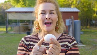 How do chicken eggs get fertilized More Than You Ever Wanted To Know [upl. by Onailil]