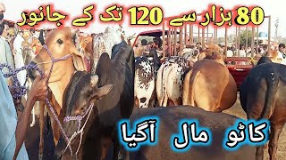 Shahpur kanjra mandi lahore 2024 today  Cow mandi 2024 lahore  Lahore shahpur kanjra mandi 2024 [upl. by Garibold]