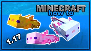 Everything About Axolotls in Minecraft 117  Easy Minecraft Mob Guide [upl. by Grekin]