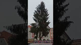 Tannenbaum Straubing europareisen [upl. by Nannahs]