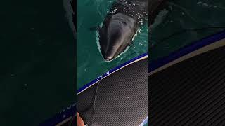 Unbelievable Orca Encounter 🎬 Justin Serville Shorts Wildlife [upl. by Amme536]