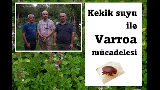 Kekik Suyu İle Varroa Mücadelesi [upl. by Lyj]