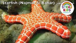 Ocean Animals  Arabic  English البحار و المحيطات للاطفال بالعربية و الانجليزية [upl. by Athalla349]