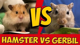 Hamster vs Gerbil Differences amp Which Pet Should You Get [upl. by Baiel]