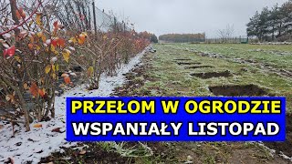 Przełom w Ogrodzie Połowa Listopada Dołki pod Uprawę Borówki Maliny Winogrona Dom z Wielkim Polem [upl. by Yc]