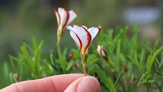 Oxalis versicolor Candy Cane Sorrel  FarmerGracycouk [upl. by Keriann842]