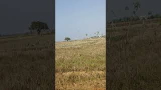 Plot sale at sundarpada bhubaneswar  Biribandha chhaka to mahura NH road [upl. by Lemaj]