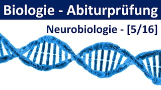 Biologie Abiturprüfung  Neurobiologie  Tipps und Aufgabentypen Abitur Biologie 516 [upl. by Ellocin]