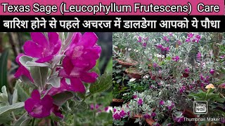 Texas Sage Texas Ranger Leucophyllum Frutescens Care Tips बारिश का सटीक इंडिकेटर है ये पौधा [upl. by Jevon]