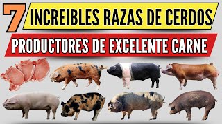 7 Razas de Cerdos Productores de Carne que Debes Conocer [upl. by Ardnos]