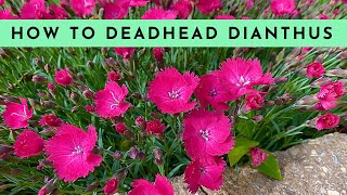 How to Deadhead Dianthus [upl. by Elayor57]