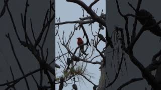 Scarlet Tanager sings from tall Pine [upl. by Adlare]