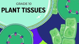 PLANT TISSUES  EASY to UNDERSTAND [upl. by Akamahs]