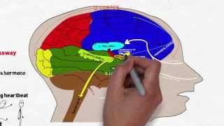 Your Brain on Stress and Anxiety [upl. by Coretta]