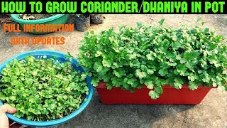 How to Grow CorianderDhaniyaCilantro at Home WITHIN 10 DAYS [upl. by Felise]