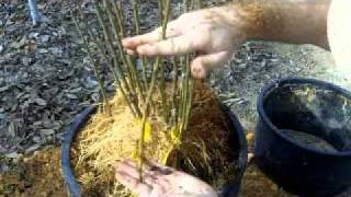 Propagating Clonal Rootstocks [upl. by Yttak]