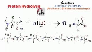 135Overview of Amino Acid Biosynthesis [upl. by Rombert]