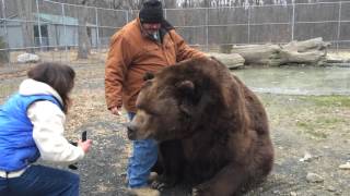 VIDEO Bear sanctuary in Otisville [upl. by Lev]