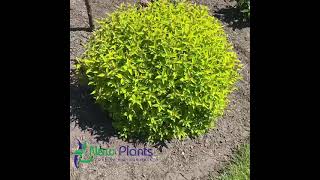 Spiraea japonica Golden Jack [upl. by Silvana]