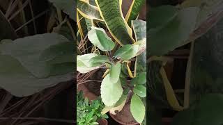 Ye Plant 1 Patte Se Propagate Ho Jata Hai plantcare bryophyllum trending gardening [upl. by Mcneil]