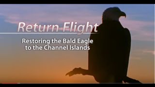 Return Flight Restoring the Bald Eagle to the Channel Islands [upl. by Blake]