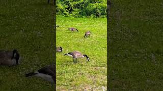 Canada Goose  Ontario Lake  ONCanada🇨🇦follower viralreelsシ ayazsvlog everyoneシ゚ evergreen [upl. by Arvie]