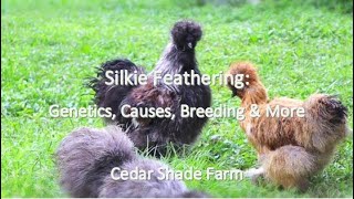 Silkie Feathering in Chickens  Genetics Causes Breeding amp More [upl. by Stevy]