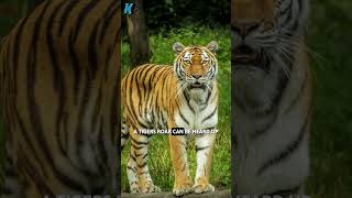 5 MindBlowing Tiger Facts You Didnt Know [upl. by Birdella]