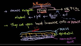 Helicobacter pylori pathogenesis [upl. by Mat691]