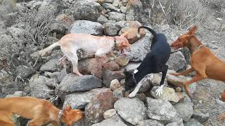 Podenco canario perro muy bueno trabajando en busca del conejo prueba de ellos en este majano Salu [upl. by Heiney]