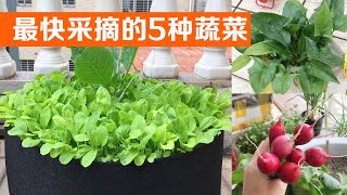 在阳台种植，最快采收的5种蔬菜｜The five fastest vegetables to harvest [upl. by Genvieve]