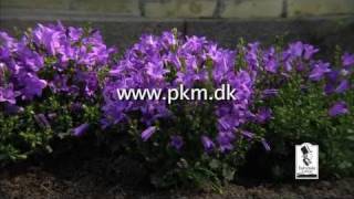 Campanula from FAIRYTALE FLOWERS® [upl. by Ailahtan]