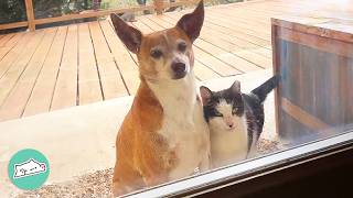 Lost Dog Shows Up At A Cat Sanctuary Now Cats Are In Love  Cuddle Buddies [upl. by Eloisa]