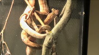 AMAZON TREE BOA FEEDING [upl. by Iel]