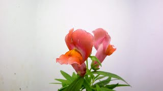 【金魚草】キンギョソウの開花（花の開花＃572） Flowering Antirrhinum majus Timelapse [upl. by Rosenkranz]