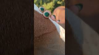 Was ist das Zecken oder Milben Beides horse youtubeshorts equestrian [upl. by Sjoberg]