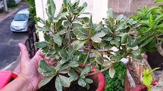 How to Grow and Care Pittosporum Plant  Best Plant for Terrace Garden  Fun Gardening [upl. by Annahoj664]