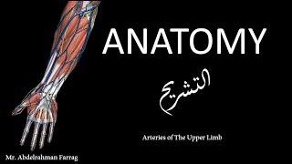 Upper Limb Arteries  Collateral circulation [upl. by Imuyam]