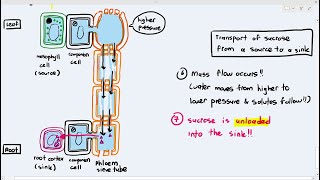 710 Transport in the Phloem from the Source to Sink Cambridge AS A Level Biology 9700 [upl. by Torras]