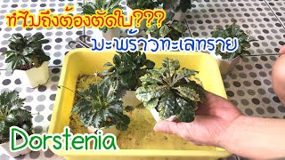 ทำไมต้องตัดใบมะพร้าวทะเลทราย Dorstenia [upl. by Kcirdnekel]