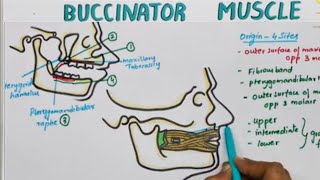 Buccinator Muscle Origin Insertion Nerve Supply  Actions [upl. by Leonsis]